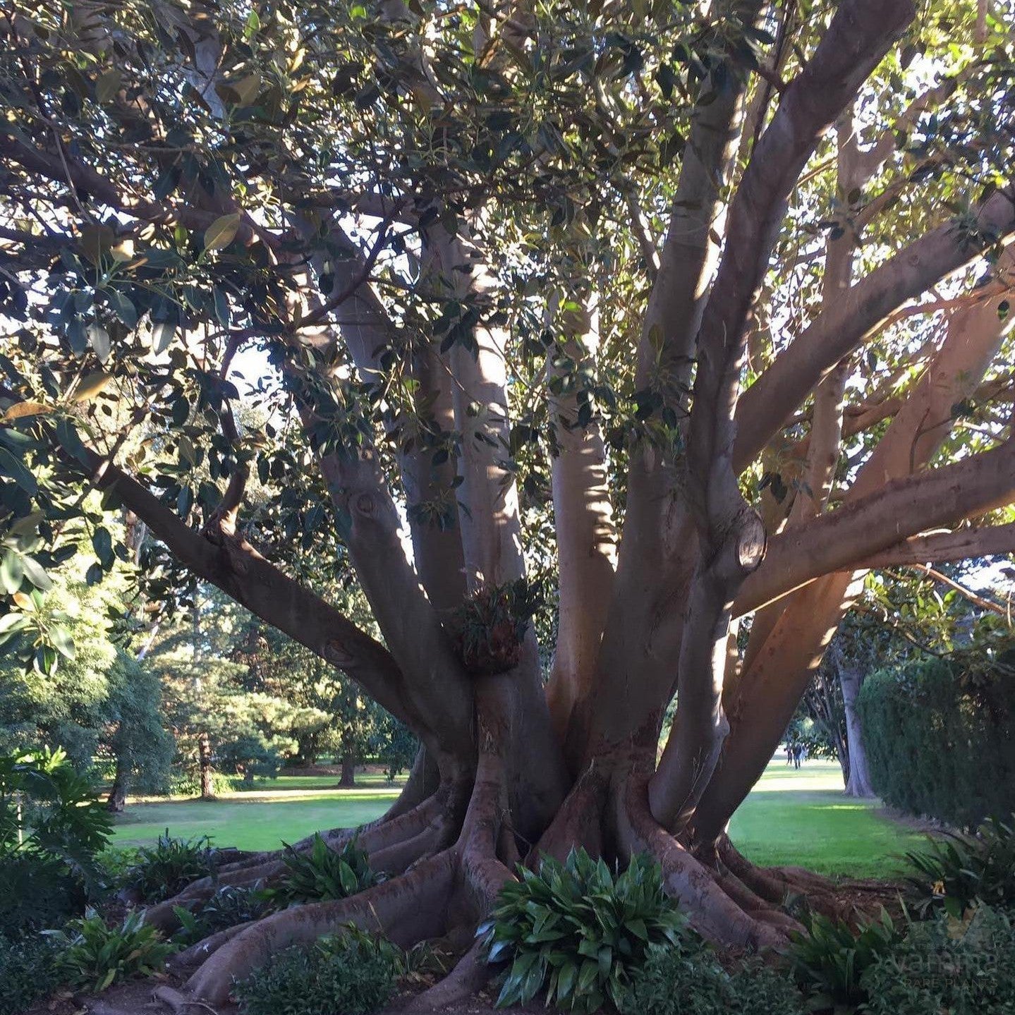 Ficus macrophylla 4