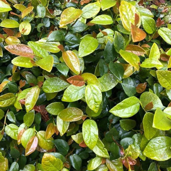 Ficus pumila 2