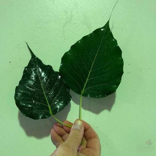 Ficus religiosa 1