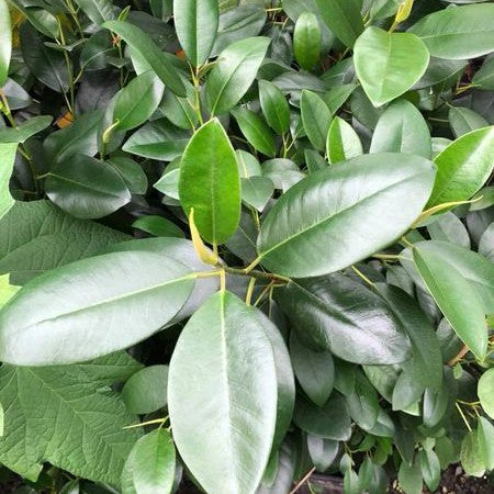 Ficus rubiginosa 1