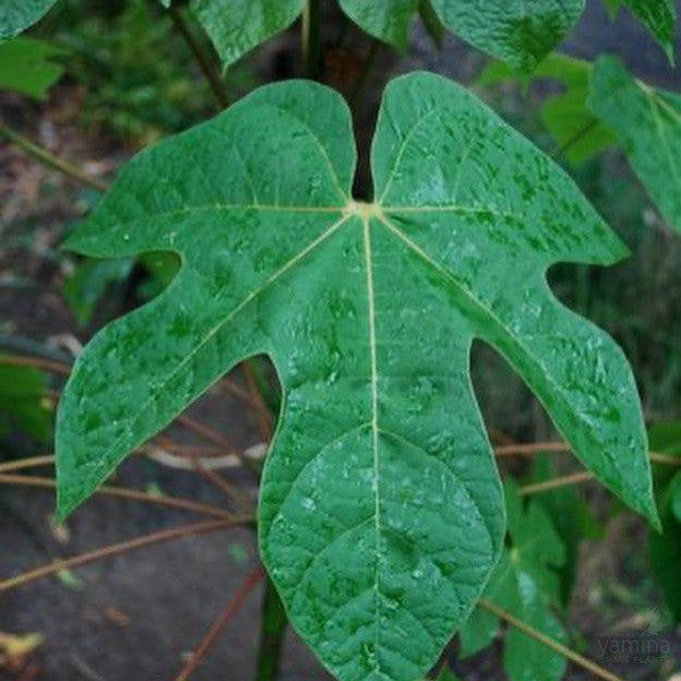 Firmiana simplex 2