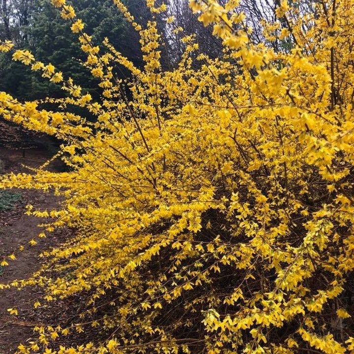 Forsythia x intermedia Lynwood Gold 1