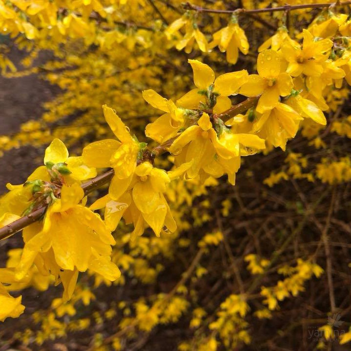 Forsythia x intermedia Lynwood Gold 2