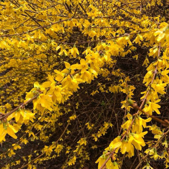 Forsythia x intermedia Lynwood Gold 4