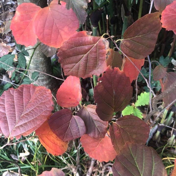 Fothergilla gardenii 1