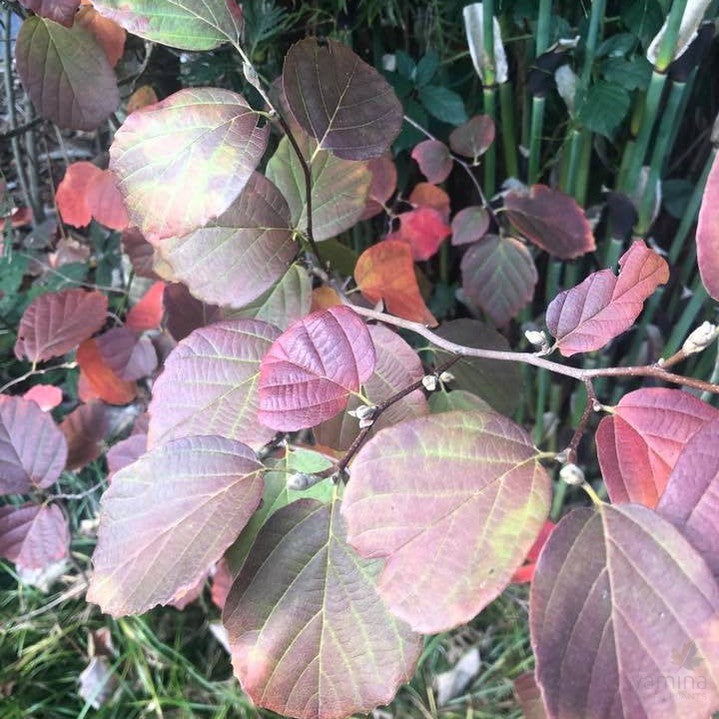 Fothergilla gardenii 2