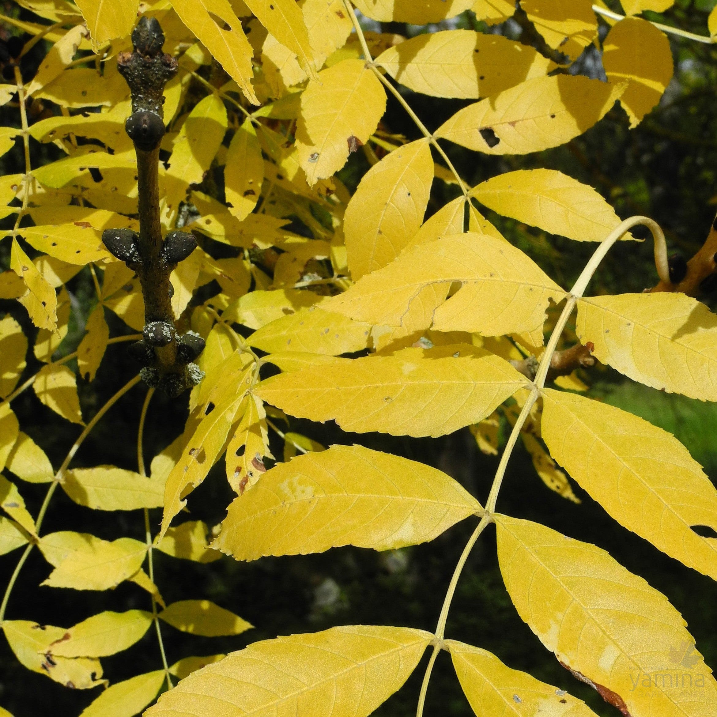 Fraxinus excelsior Aurea 1