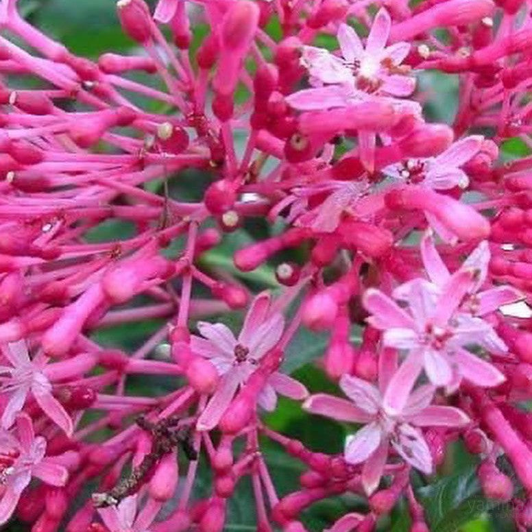 Fuchsia arborescens 1