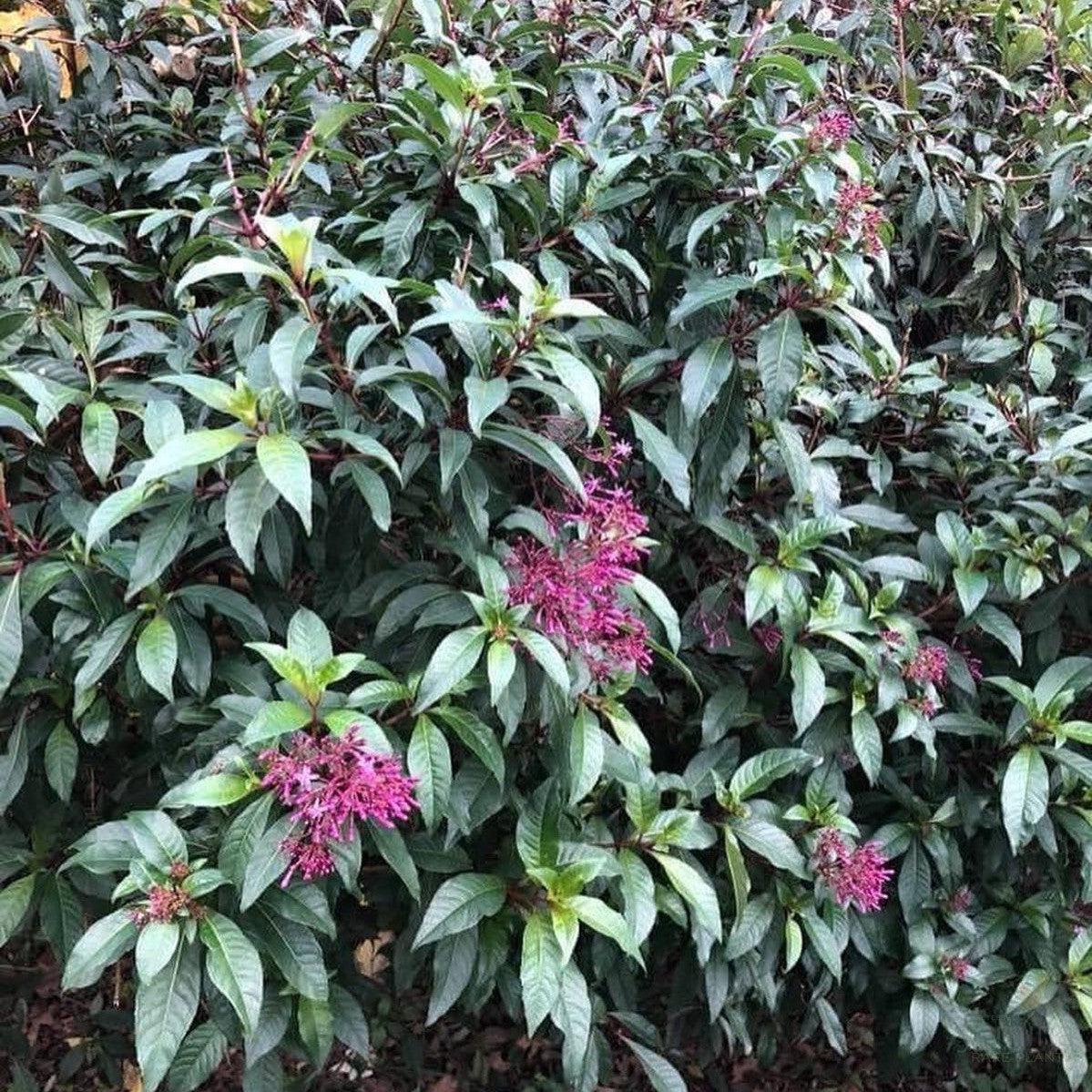 Fuchsia arborescens 2