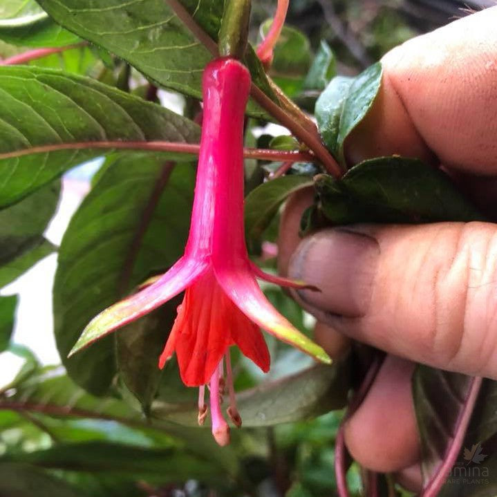 Fuchsia denticulata 1