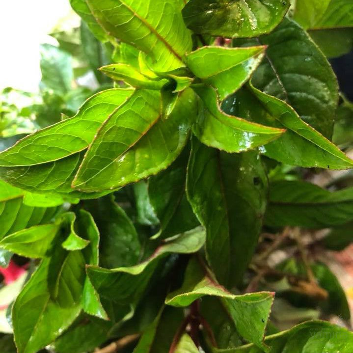 Fuchsia denticulata 2