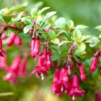 Fuchsia x bacilaris 1