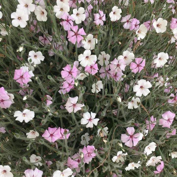Geranium maderense white flower 1