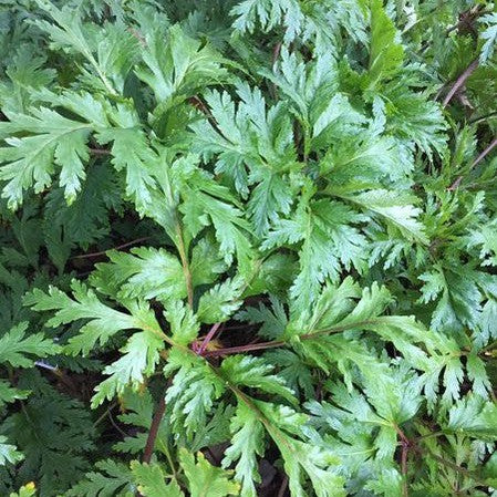 Geranium maderense white flower 2