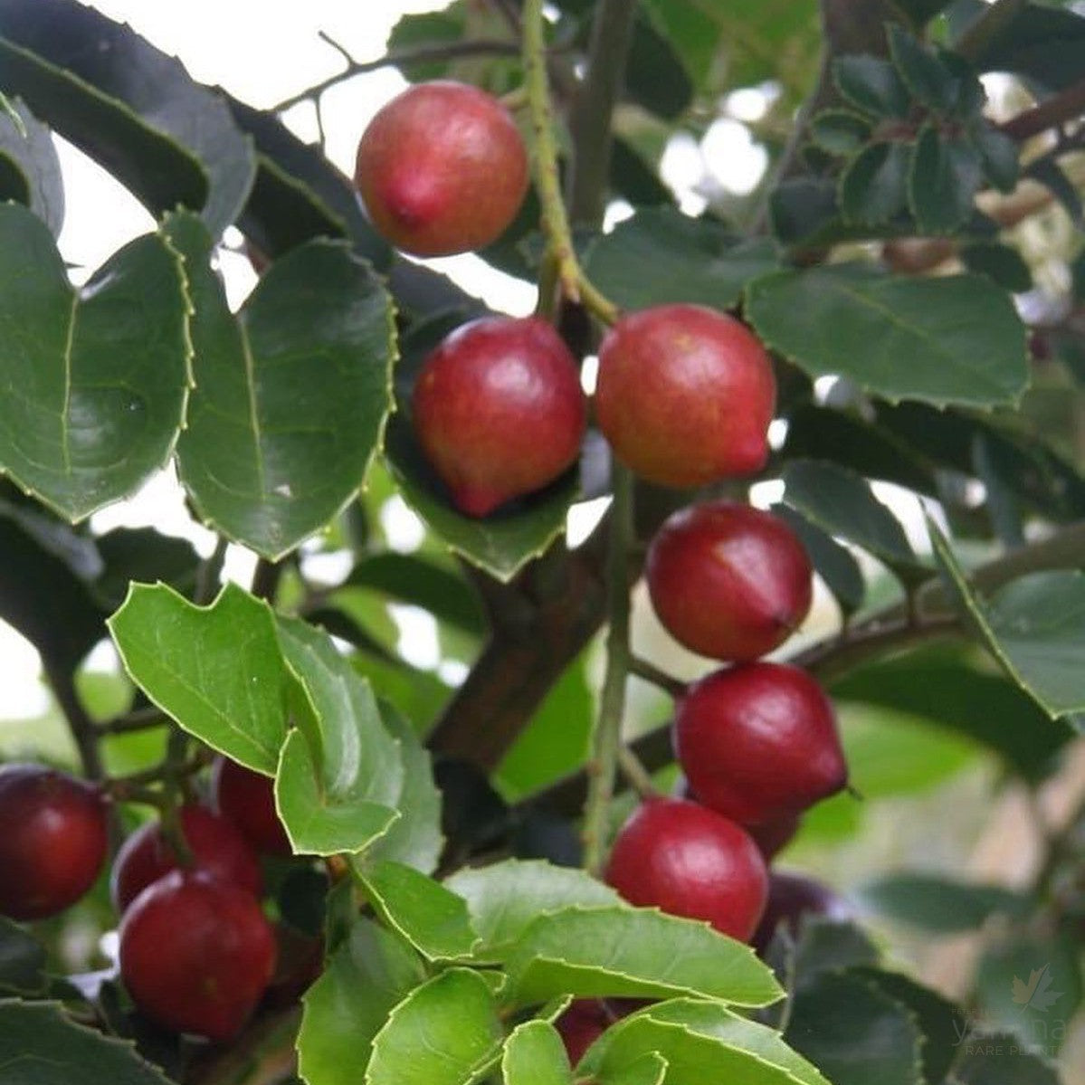 Gevuina avellana 1