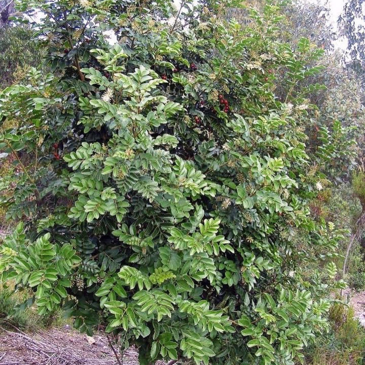 Gevuina avellana 2