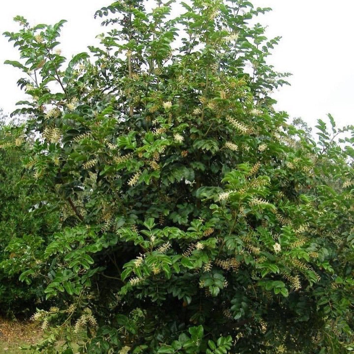 Gevuina avellana 3