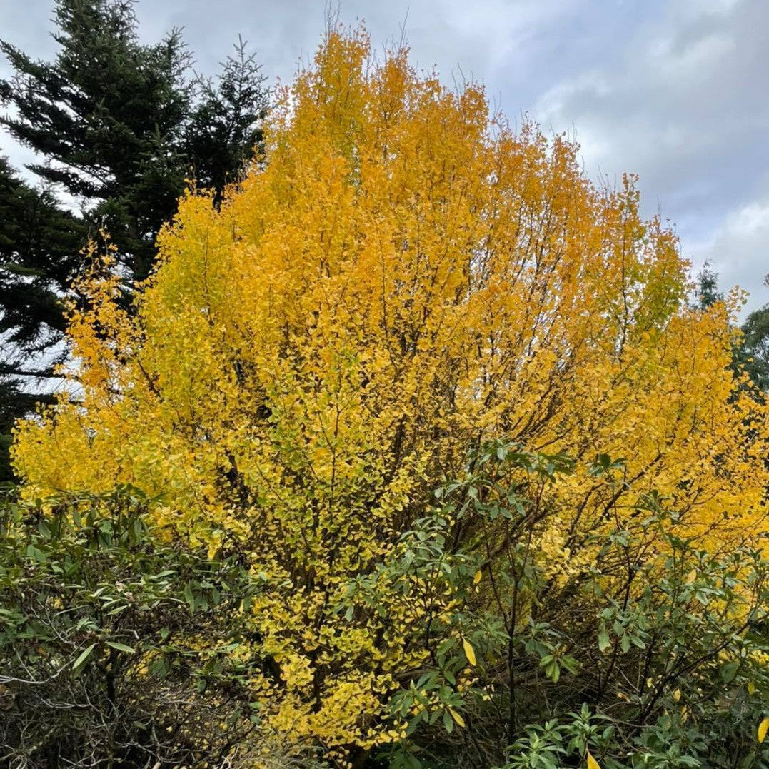 Ginkgo biloba 1