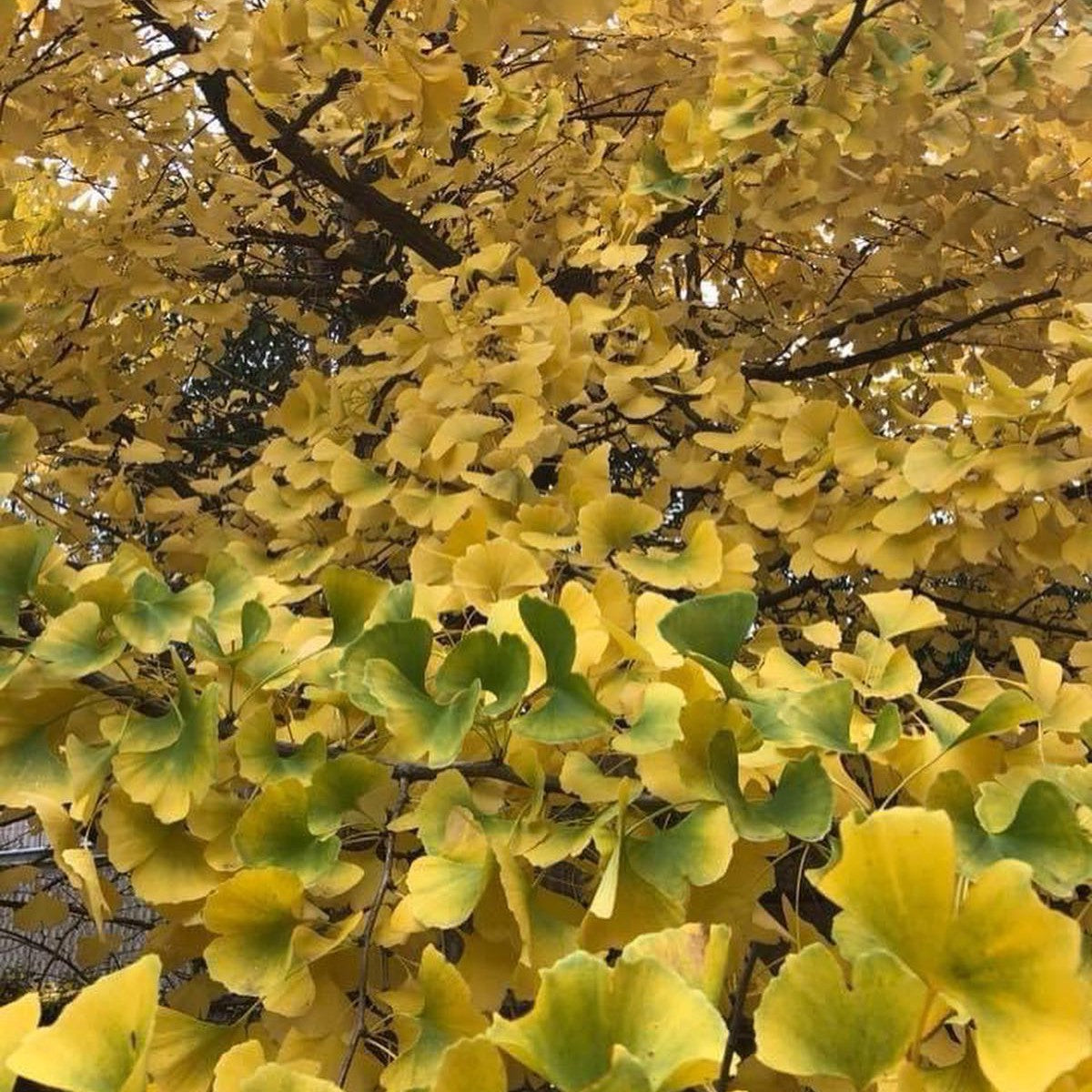 Ginkgo biloba Autumn Gold 3