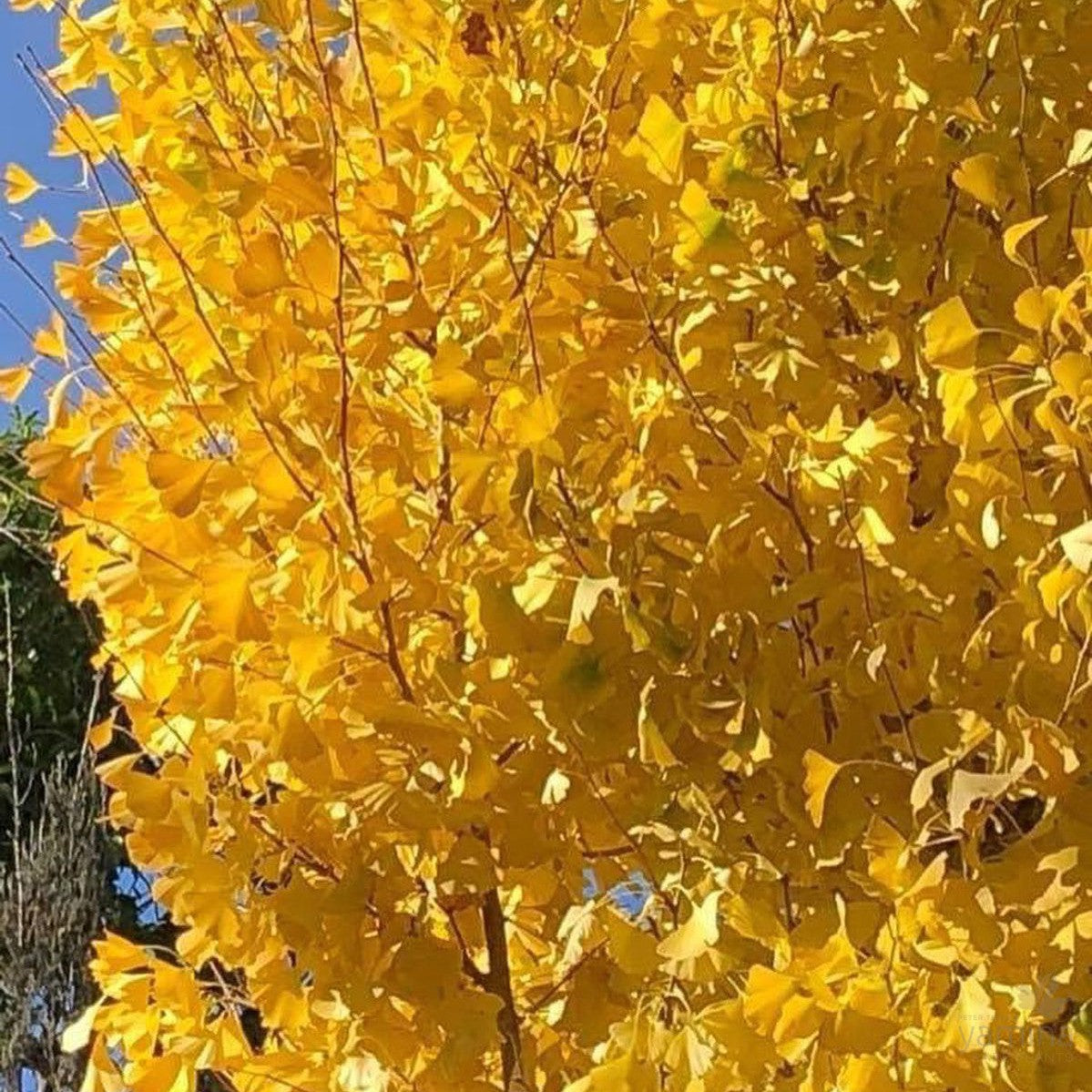 Ginkgo biloba Fastigiata 2