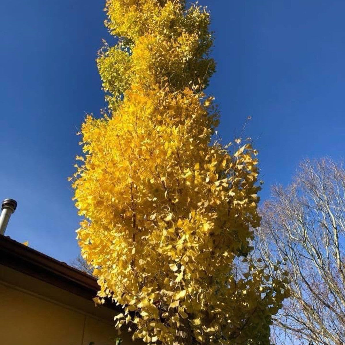 Ginkgo biloba Fastigiata 3