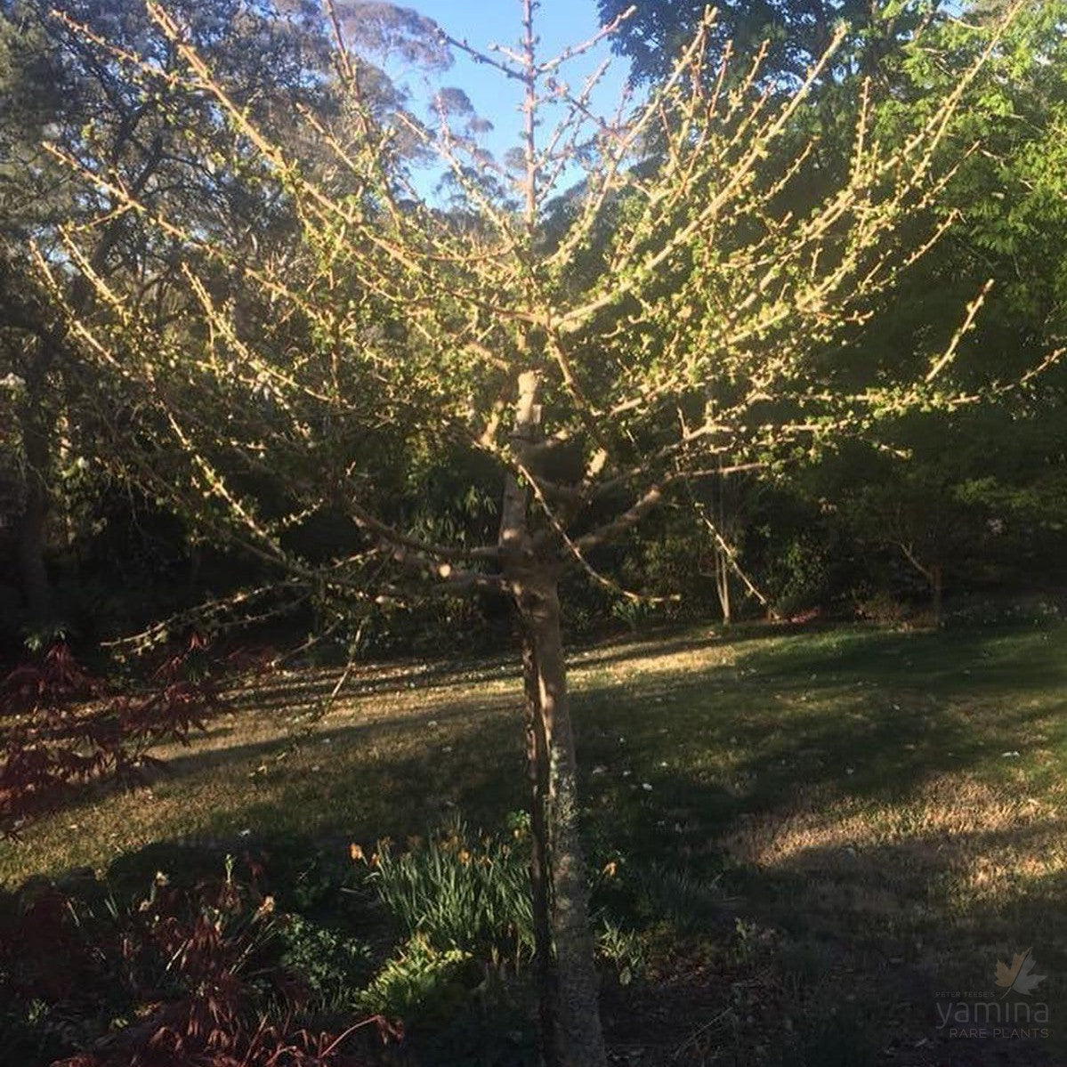 Ginkgo biloba Mariken 1