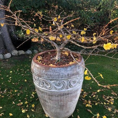 Ginkgo biloba Mariken