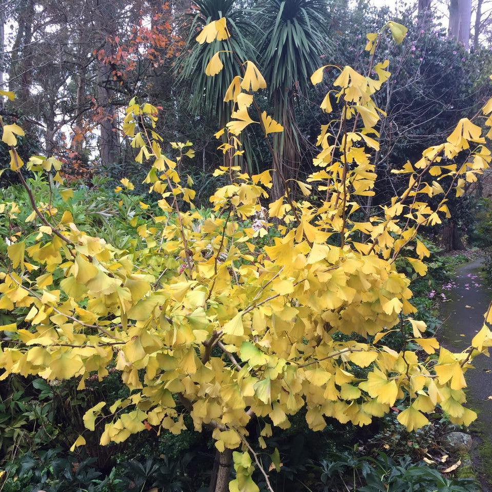 Ginkgo biloba Pendula 1