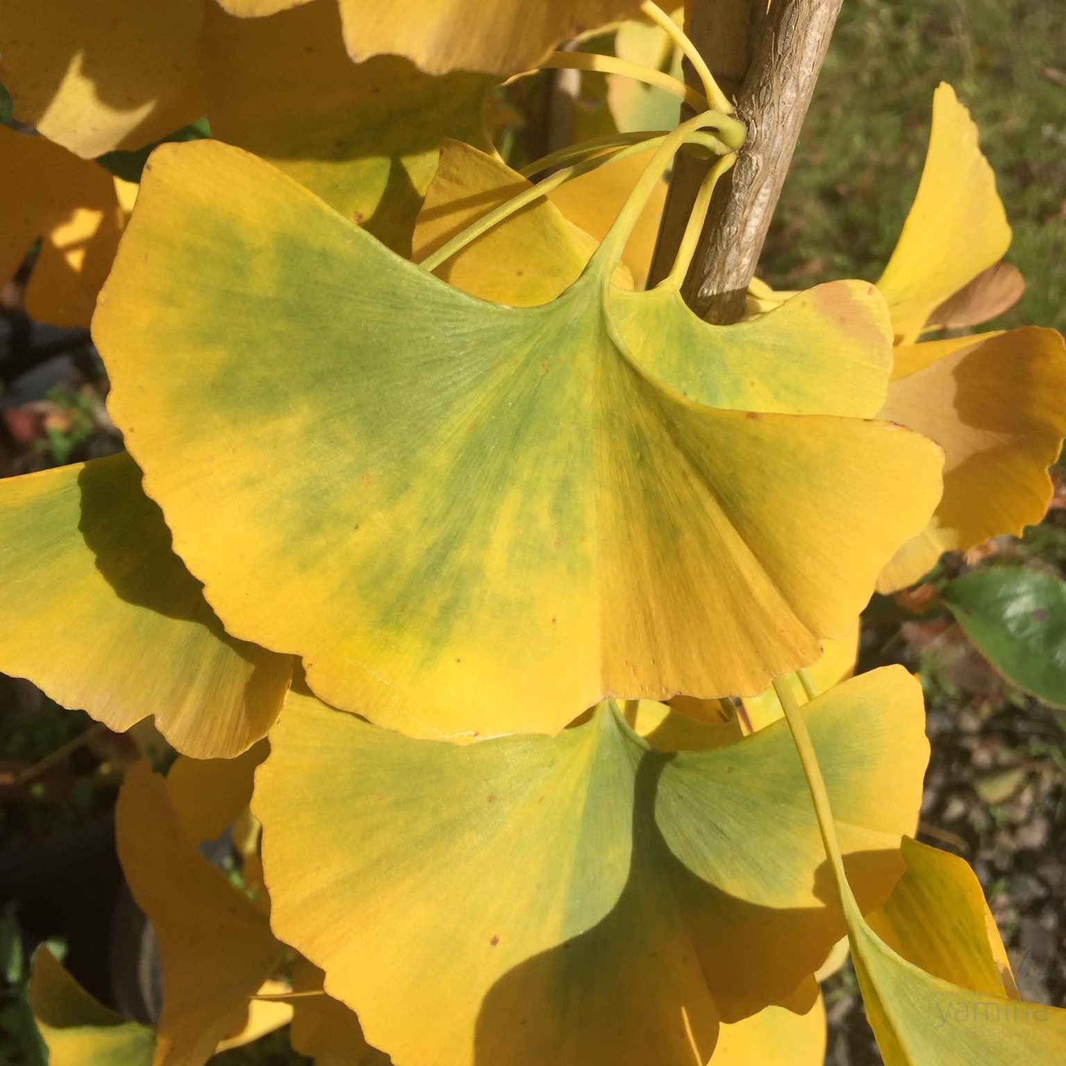 Ginkgo biloba Princeton Sentry 1