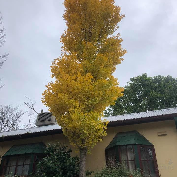Ginkgo biloba Princeton Sentry 2