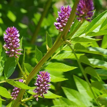 Glycyrrhiza glabra (Licorice plant) 1