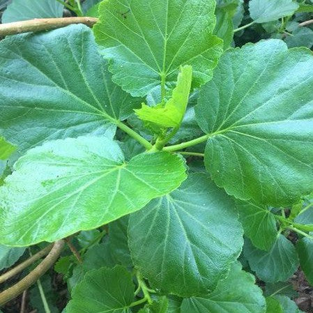 Greyia sutherlandii 2