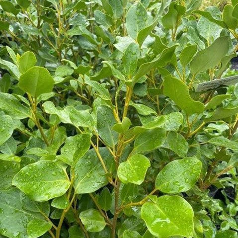 Griselinia littoralis 1