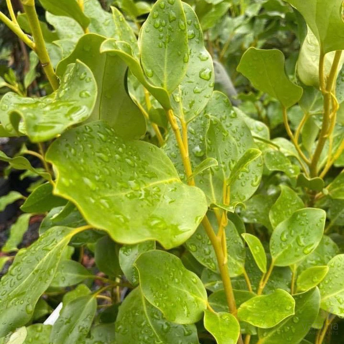 Griselinia littoralis 2