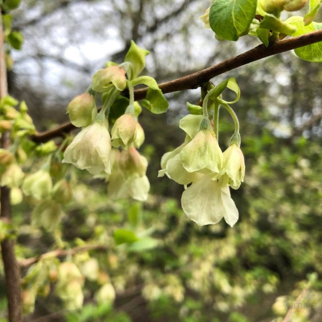 Halesia carolina 1