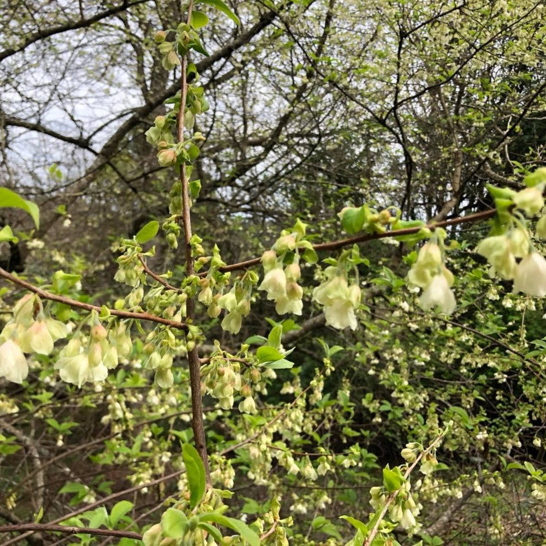 Halesia carolina 2