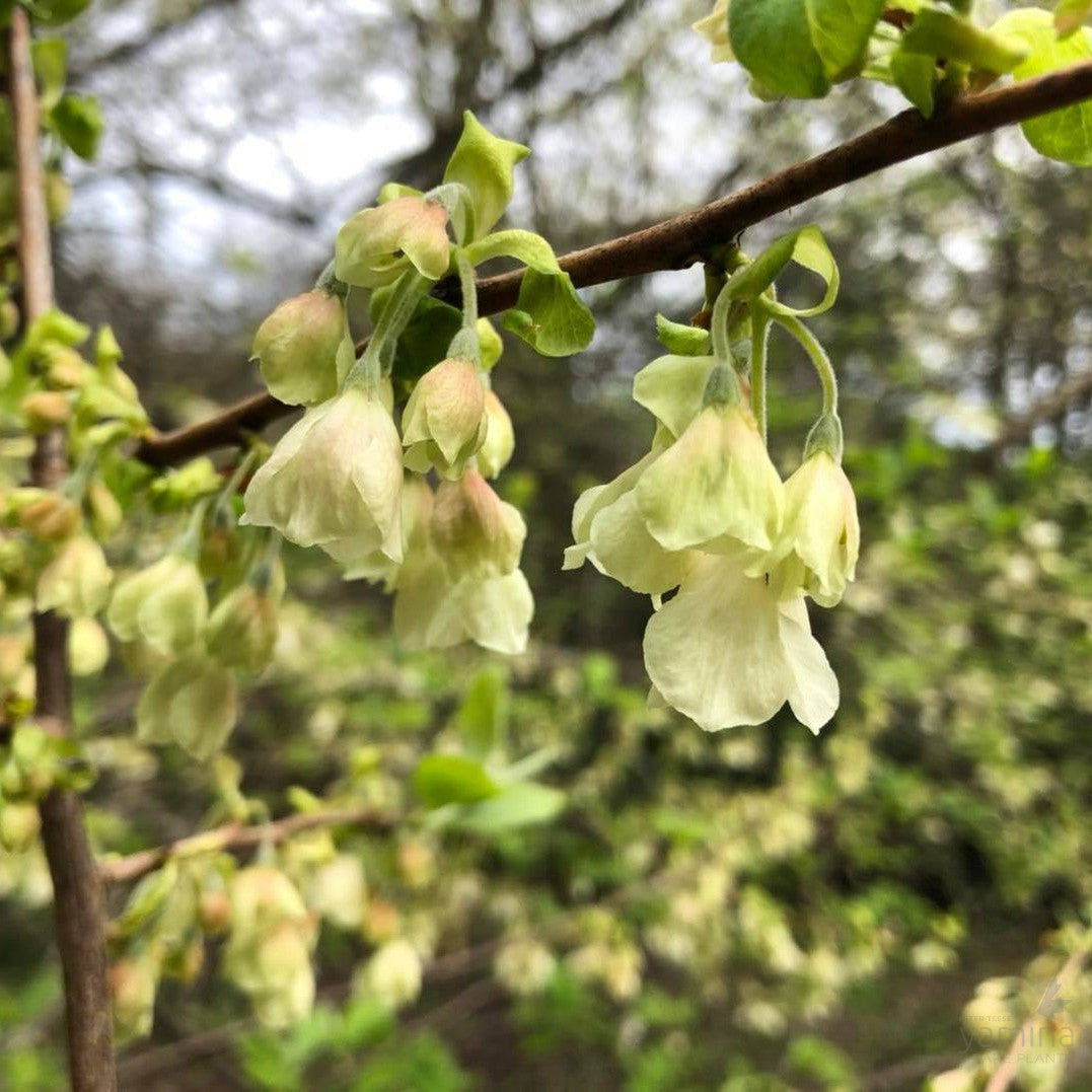 Halesia carolina 3