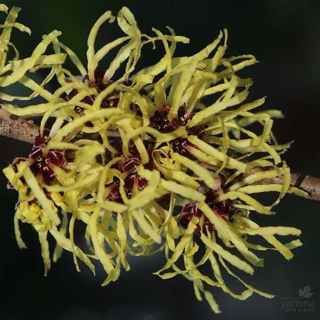 Hamamelis mollis Pallida 1