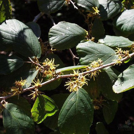 Hamamelis virginiana (Witch Hazel) 1