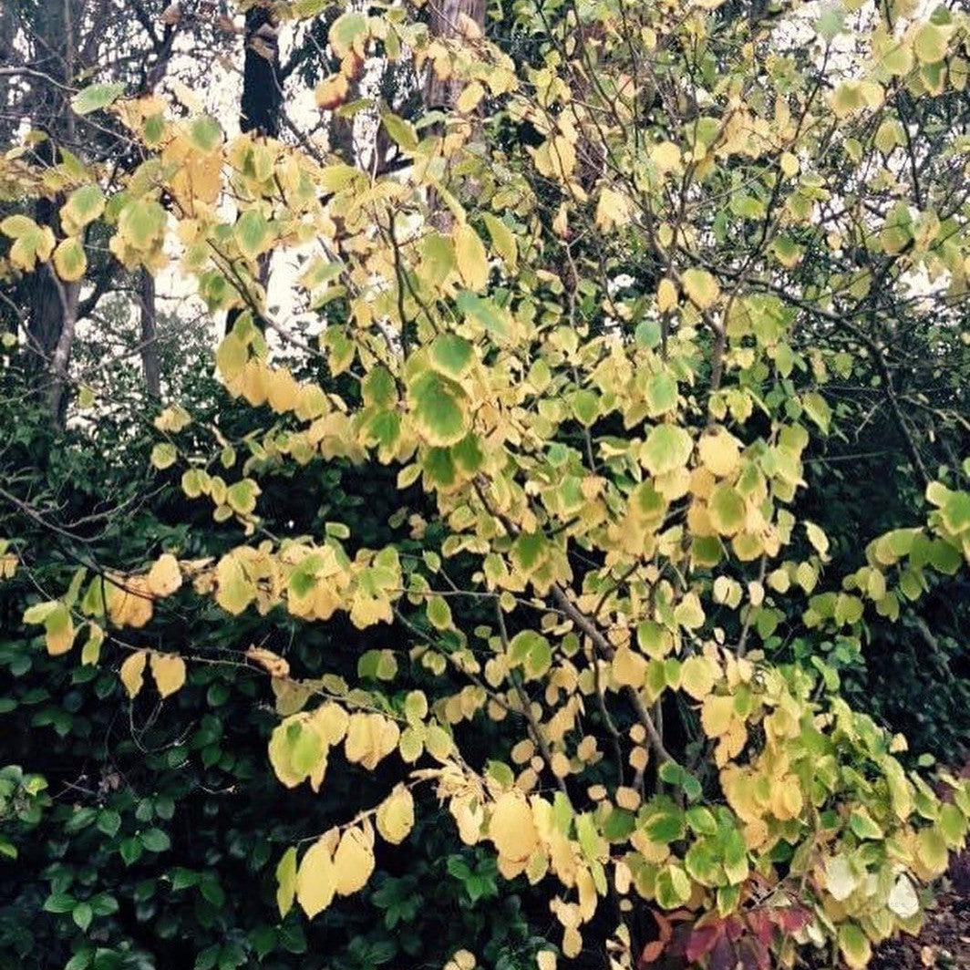 Hamamelis virginiana (Witch Hazel) 2