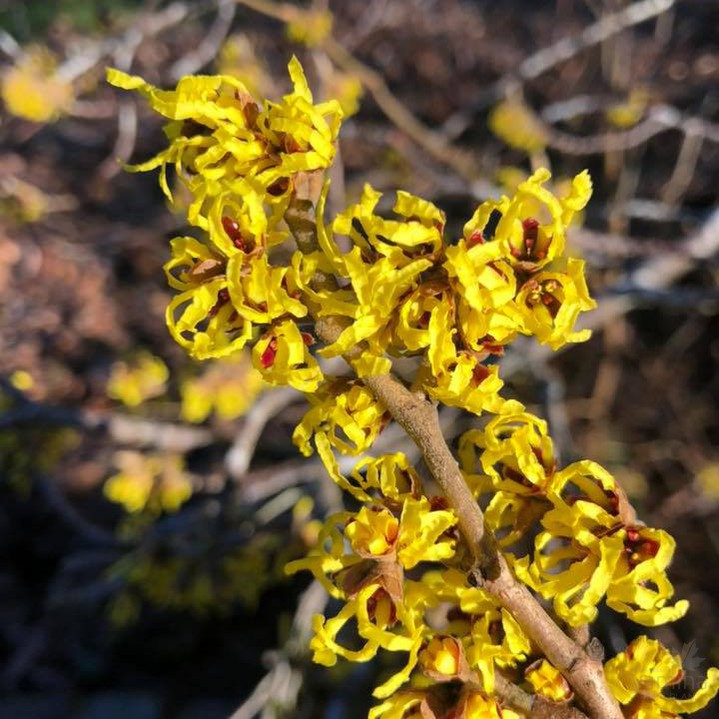 Hamamelis x intermedia Arnold Promise 3