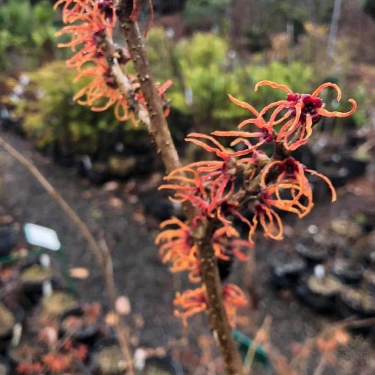 Hamamelis x intermedia Jelena 2