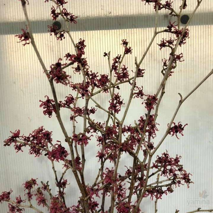 Hamamelis x intermedia Ruby Glow 2