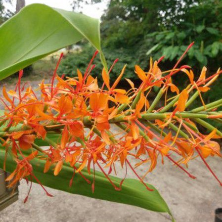 Hedychium coccineum Tara 1