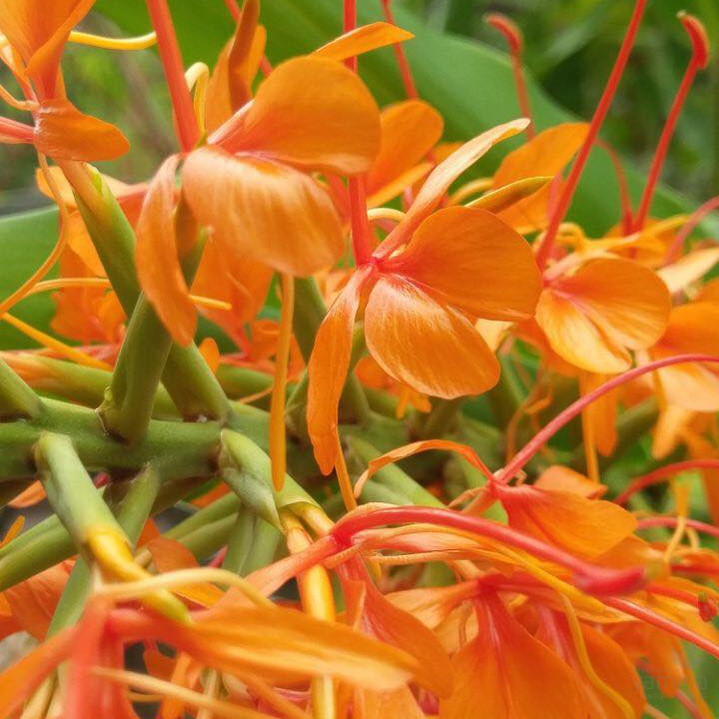 Hedychium coccineum Tara 2