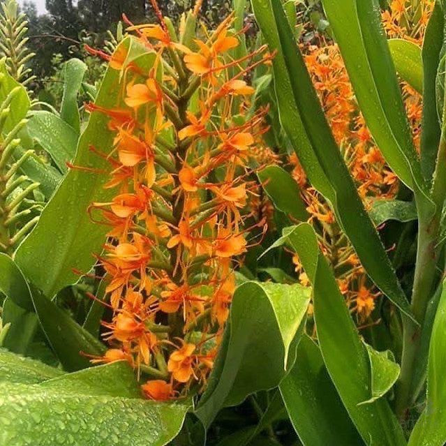 Hedychium coccineum Tara 3