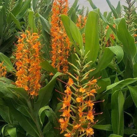 Hedychium coccineum Tara 4