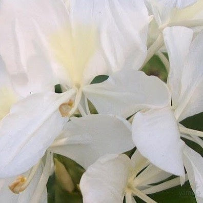 Hedychium coronarium 1