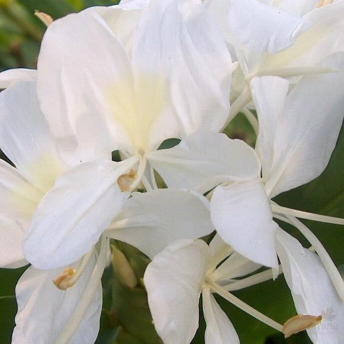 Hedychium coronarium 2