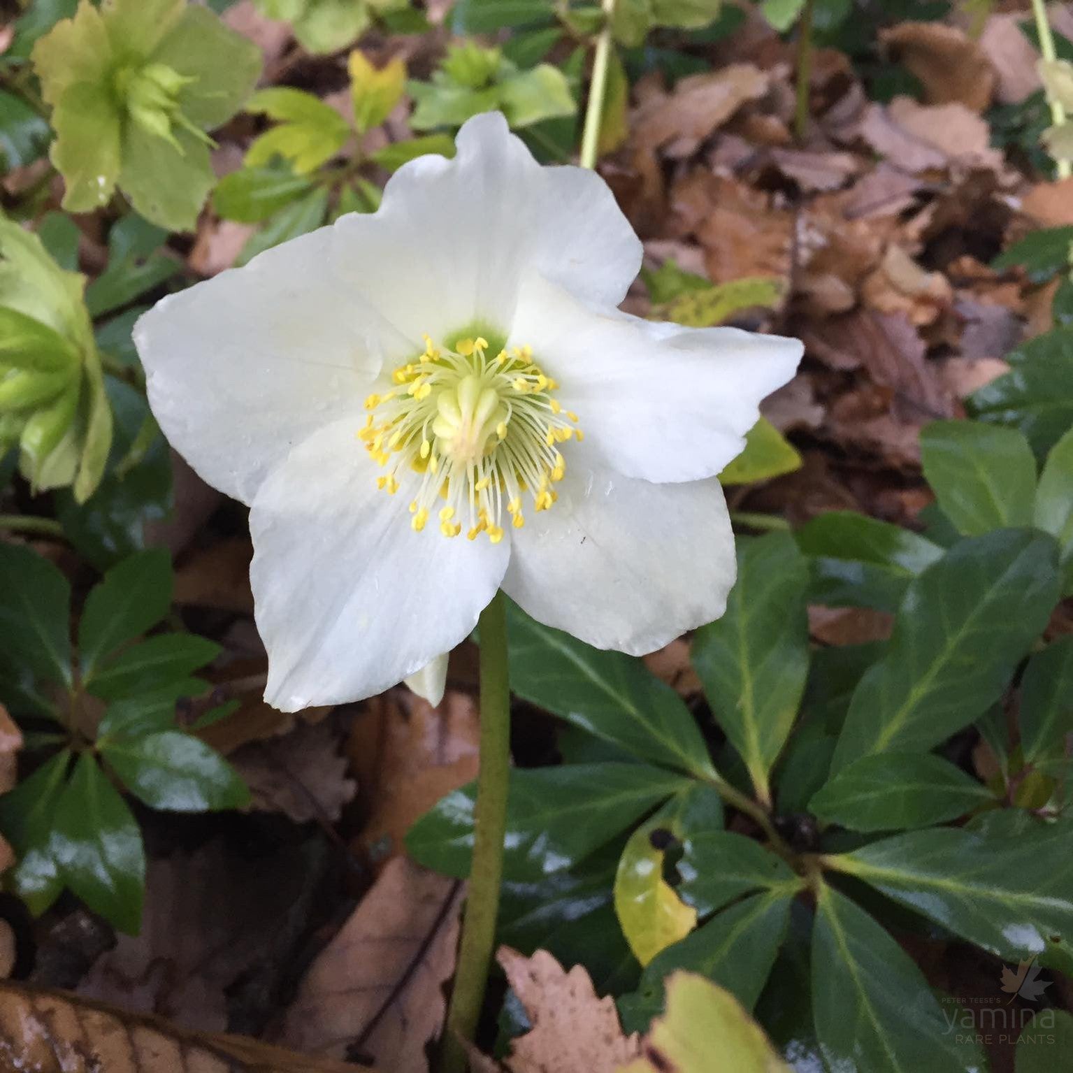 Helleborus niger Otto Lemper 1